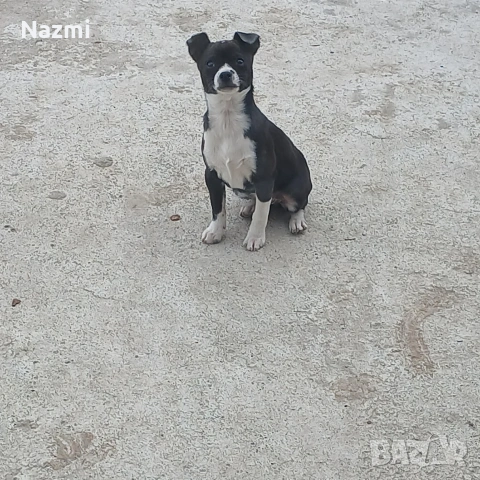 продавам женски пинчер , снимка 3 - Пинчер - 53598255