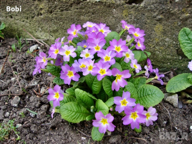 Sony Cyber-shot DSC-W220 с Carl Zeiss обектив + аксесоари, снимка 10 - Фотоапарати - 53925872