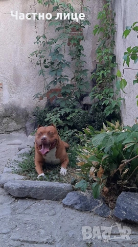 Търсим приятелка за Макс 5г. стаф, снимка 5 - Американски стафордширски териер - 52591461