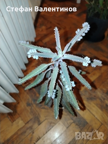 Каланхое Дегремонтиана 