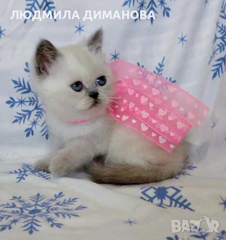 Персийско екзотично момиче. , снимка 6 - Персийска - 52883045