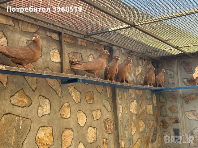 Гълаби неврени и лимонки, снимка 8 - Гълъби - 50813378