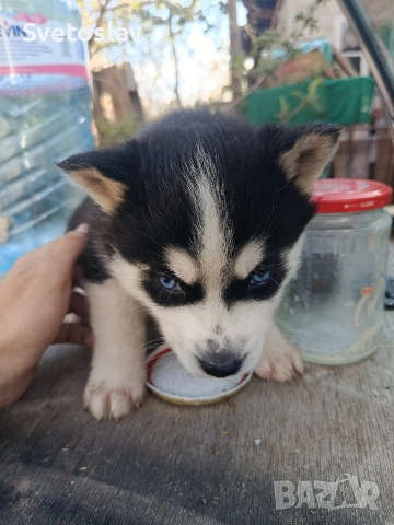 Сибирско хъски , снимка 2 - Хъски - 54112899