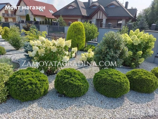 Туя Голд Даника Tuja Danica Gold