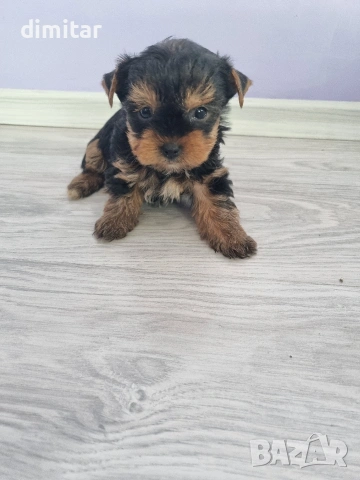 Йоркшир териер , снимка 16 - Йоркширски териер - 53053770