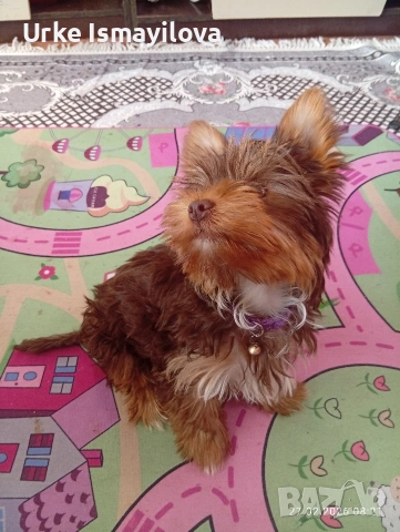 Йоркширски териер , снимка 3 - Йоркширски териер - 53641485