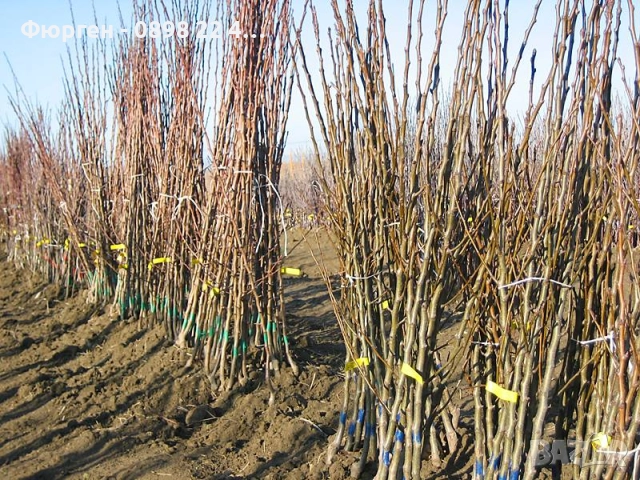 Бадем - Фиданки Студоустойчив, снимка 4 - Разсади - 52715437