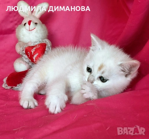 Шотландски мъжко женско , снимка 3 - Британска късокосместа - 53744127