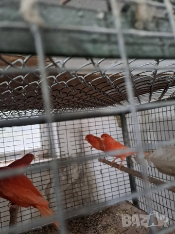 Канарчета Разград, снимка 3 - Канари - 51976505