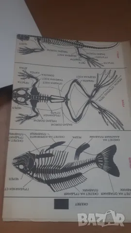 Биология 7 клас Народна Просвета 1987, снимка 13 - Учебници, учебни тетрадки - 47017936