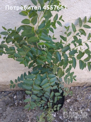 Хинап /Китайска фурма в саксия., снимка 2 - Градински цветя и растения - 51308498