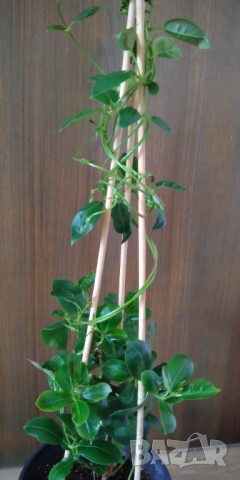 Дипладения Мандевила Grand rose, снимка 5 - Градински цветя и растения - 53617184