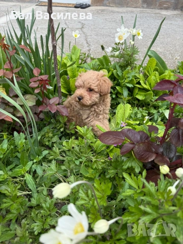Той пудел / Toy poodle, снимка 9 - Пудели - 54183822
