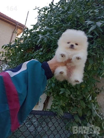 Бял Померан. Мини момченце., снимка 4 - Померан - 52848139