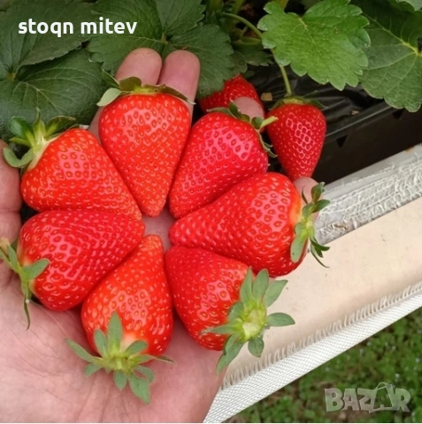 целогодилшен разсад ягоди , снимка 8 - Разсади - 53540955