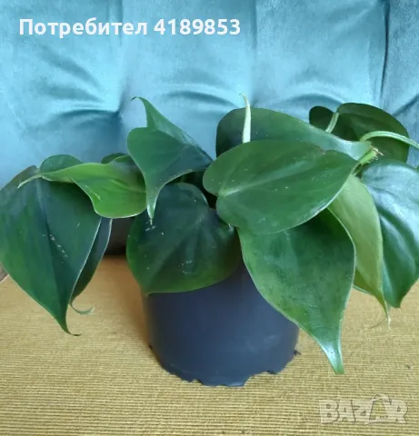 Филодендрон сърцевиден лист/Philodendron heart leaf, снимка 4 - Стайни растения - 47220455