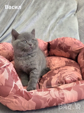 Продавам британски късокосмести котета, снимка 10 - Британска късокосместа - 46684108