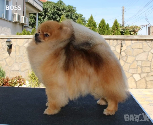 Померан РОДОСЛОВЕН FCI, снимка 5 - Померан - 53851606