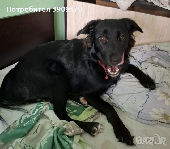 Подарява се смеска между шпиц и бордър коли, снимка 5 - Други - 53023492