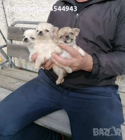 Малки чихуанчета , снимка 16 - Чихуахуа - 53402445