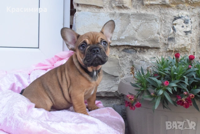 Женско френско булдоче, снимка 5 - Френски булдог - 53755896