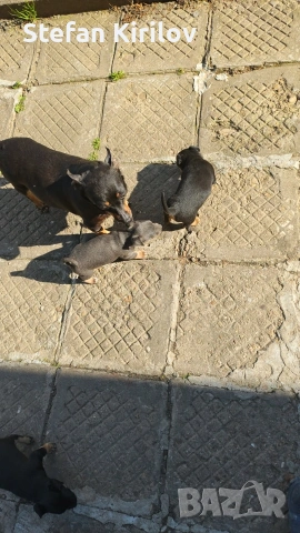  Мини пинчер 