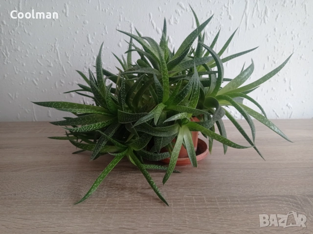 Сукуленти Алое Аристата