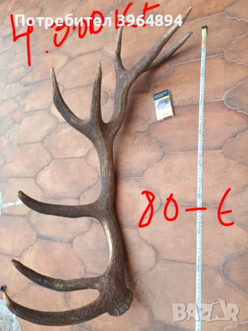 рога от благороден елен , снимка 5 - Декорация за дома - 53884072