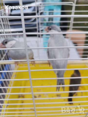 Продавам  оризарки, снимка 1