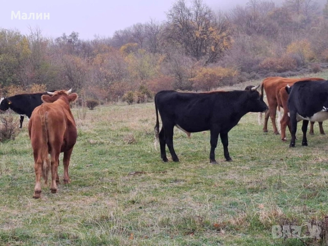 Телета (крави), снимка 13 - Крави - 52690607