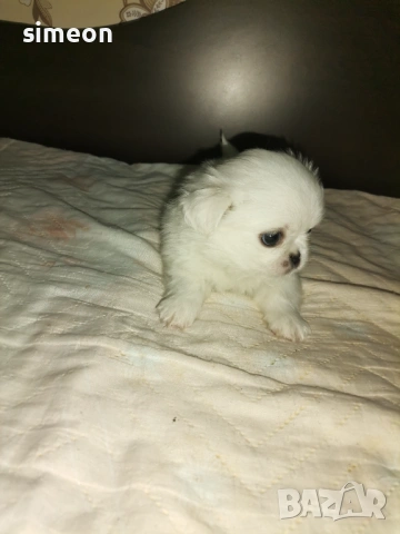 Куче, снимка 3 - Пекинез - 53738623