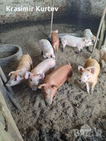 Малки Прасета Ландрас и Дюрок , снимка 3 - Прасета - 53652648