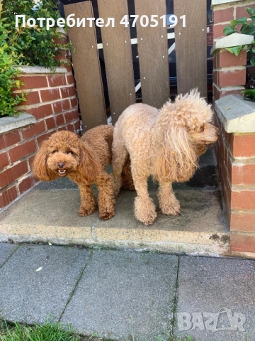 Изключително малък, чистокръвен и красив Той Пудел за разплод, снимка 11 - Пудели - 53056503