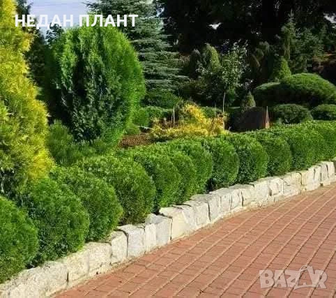 Кълбовидна туя "Даника "/Thuja occidentalis "Danica"