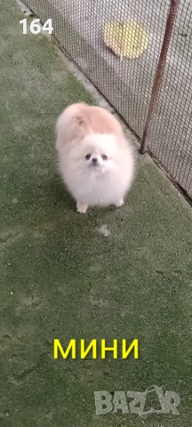 Женски мини Померан.