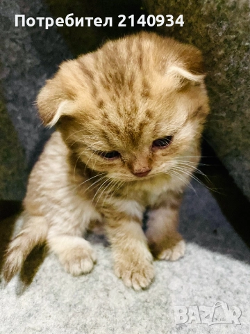Шотландски клепоухи котенца. Златна чинчила, снимка 3 - Британска късокосместа - 52872201