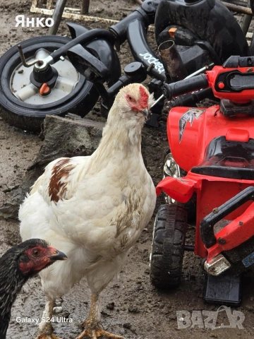 Петли, снимка 14 - Кокошки и пуйки - 52912712