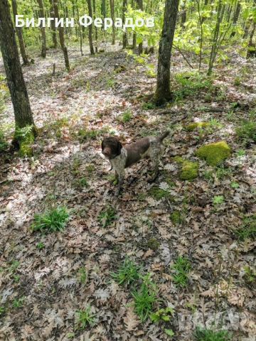 Лагото романьоло , снимка 3 - Други - 53052755