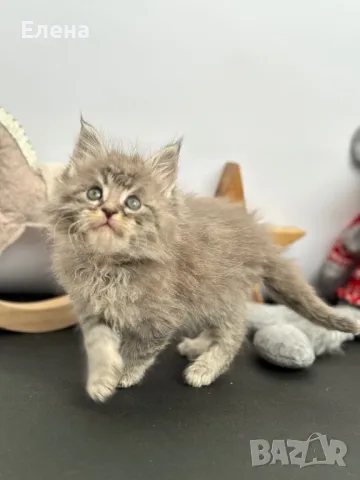 Мейн кун / Maine coon , снимка 2 - Мейн кун - 48001392