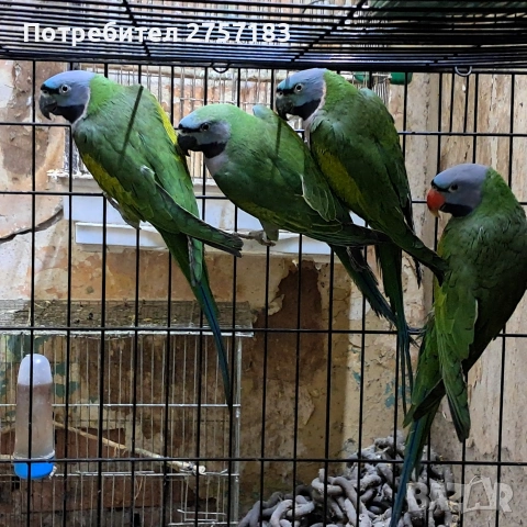 продавам китаиски александар, снимка 3 - Папагали - 53402086