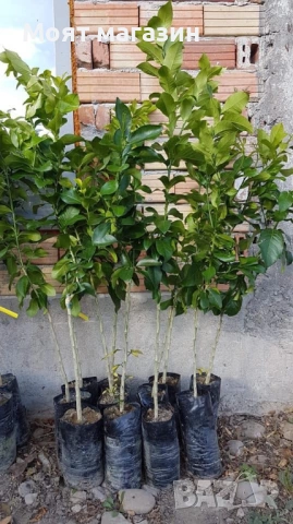 Портокал - Облагородени, снимка 11 - Градински цветя и растения - 53632628