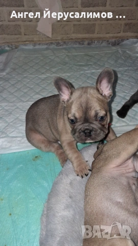 Уникални кученца френски булдог. , снимка 8 - Френски булдог - 53716204