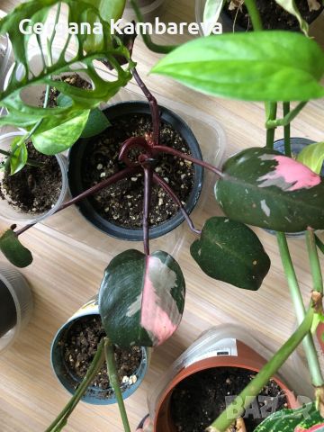 Philodendron Pink Princess , снимка 5 - Стайни растения - 46577099