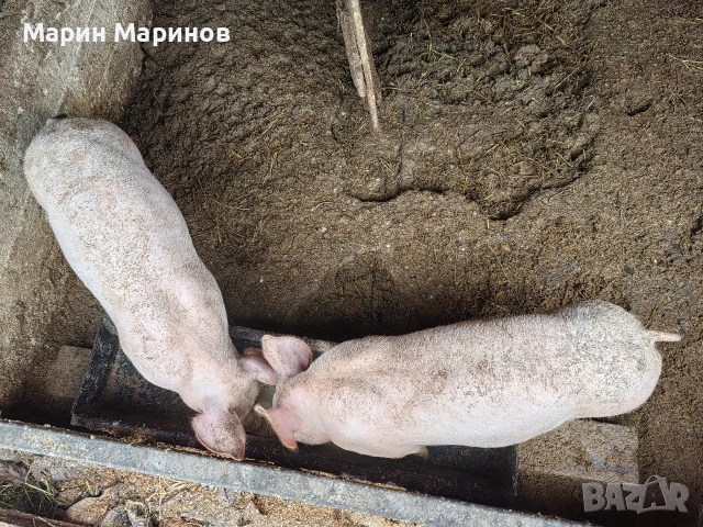 0888744848 2 Женски по 50 кг село Раданово община Полски Тръмбеш, снимка 2 - Прасета - 52902616