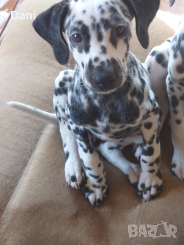 Момиче далматинец, снимка 2 - Далматинец - 51613718