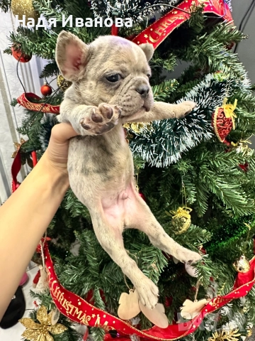 Френски булдог - Мерле, снимка 11 - Френски булдог - 52795127