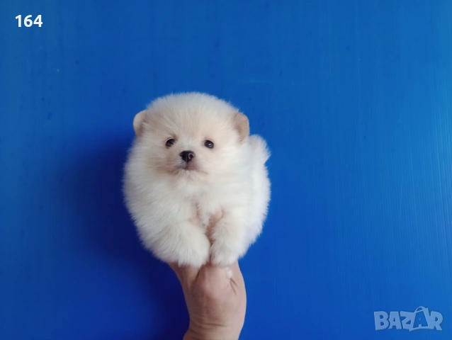 Мъжки Померан. Реални снимки от 12.01.26 г. Померани , снимка 5 - Померан - 53076495