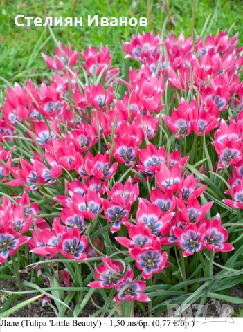 БОТАНИЧЕСКИ ЛАЛЕТА – ЛУКОВИЦИ, снимка 13 - Сортови семена и луковици - 52372825