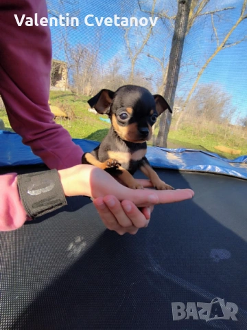  кученца , снимка 3 - Пинчер - 53499522