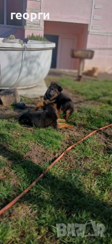 Малки Немски Овчарки, снимка 2 - Немска овчарка - 52824581
